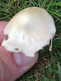 Psathyrella candolleana image