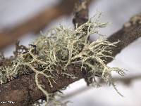 Evernia mesomorpha image