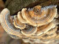 Trametes versicolor image