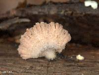 Schizophyllum commune image