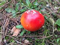 Amanita muscaria image