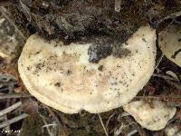 Trametes villosa image