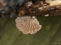 Schizophyllum commune image