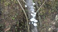 Schizophyllum commune image