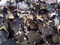 Umbilicaria mammulata image