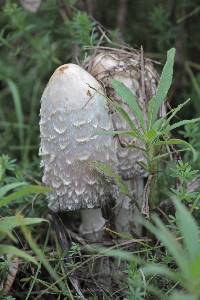 Coprinus comatus image