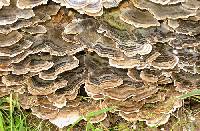 Trametes versicolor image