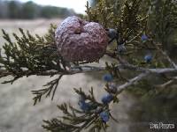 Gymnosporangium juniperi-virginianae image