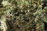 Image of Cladonia chlorophaea