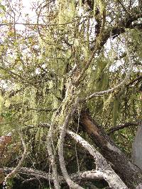 Ramalina menziesii image