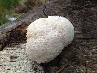 Hericium erinaceus image