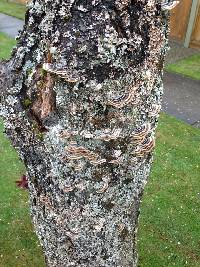 Trametes versicolor image