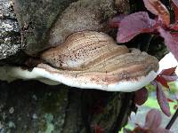 Ganoderma applanatum image