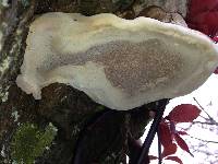 Ganoderma applanatum image