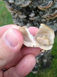 Trametes versicolor image