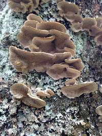Trametes versicolor image