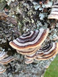 Trametes versicolor image