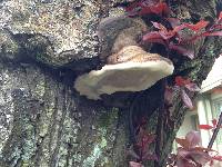 Ganoderma applanatum image