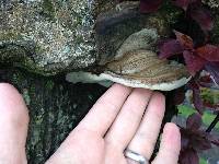 Ganoderma applanatum image