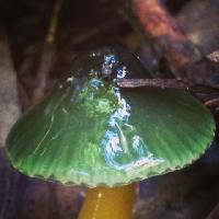 Hygrocybe psittacina var. psittacina image