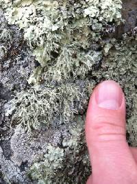 Ramalina farinacea image