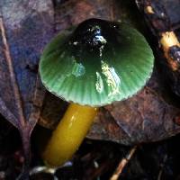 Hygrocybe psittacina var. psittacina image