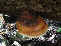 Fomitopsis pinicola image