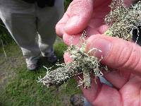 Ramalina menziesii image