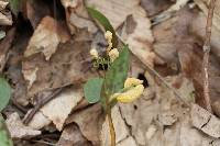 Image of Puccinia mariae-wilsoniae