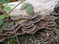 Trametes versicolor image