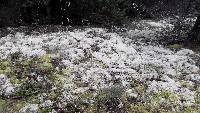 Cladonia portentosa image