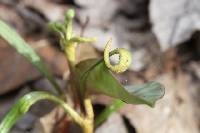 Puccinia mariae-wilsoniae image