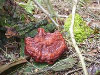 Ganoderma tsugae image