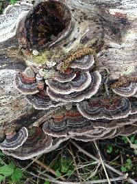 Trametes versicolor image