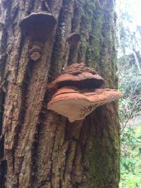 Ganoderma applanatum image