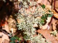 Ramalina farinacea image