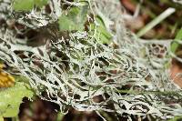 Ramalina menziesii image