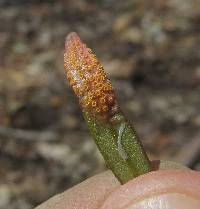 Puccinia mariae-wilsoniae image