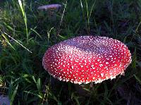 Amanita muscaria image