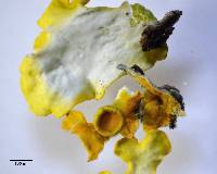 Polycauliona polycarpa image