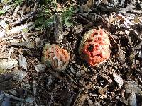 Clathrus ruber image