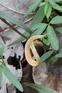 Puccinia mariae-wilsoniae image