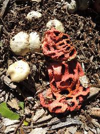 Clathrus ruber image