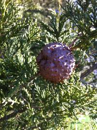 Gymnosporangium juniperi-virginianae image