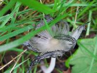 Coprinopsis lagopus image