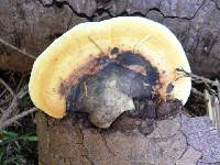 Fomitopsis pinicola image