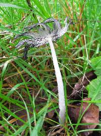 Coprinopsis lagopus image