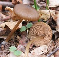 Entoloma vernum image