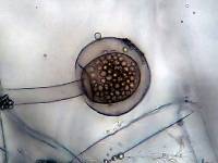 Rhizopus stolonifer image