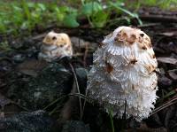 Coprinus comatus image